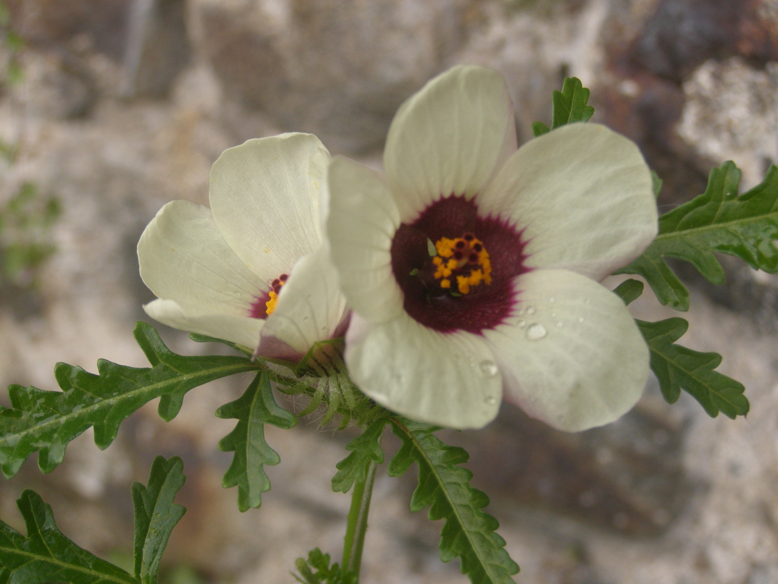 Hibiscus trionum